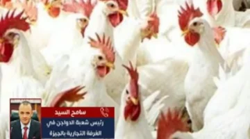 أسعار الدواجن في المنيا اليوم الاثنين: كيلو بكم يصل؟